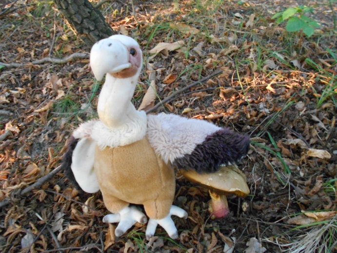 ein Männlein steht im Walde