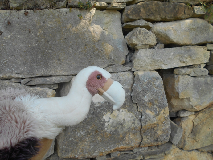 riss in der mauer