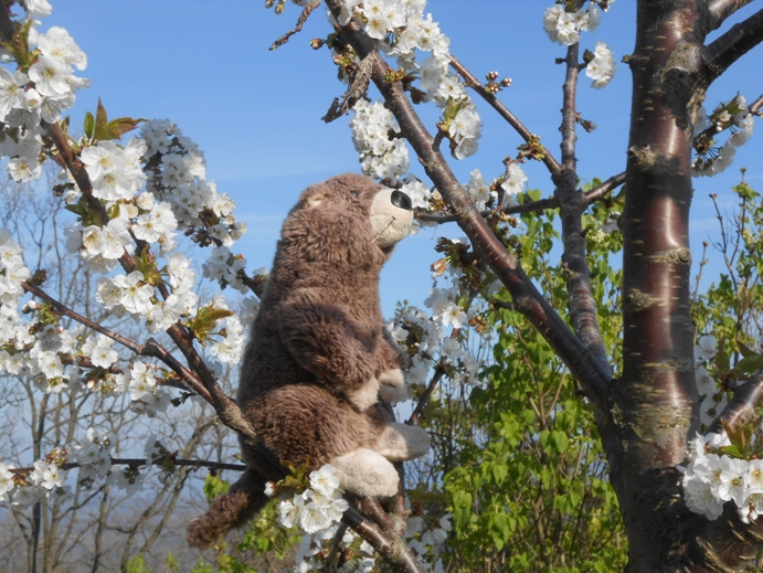 kirschblüten