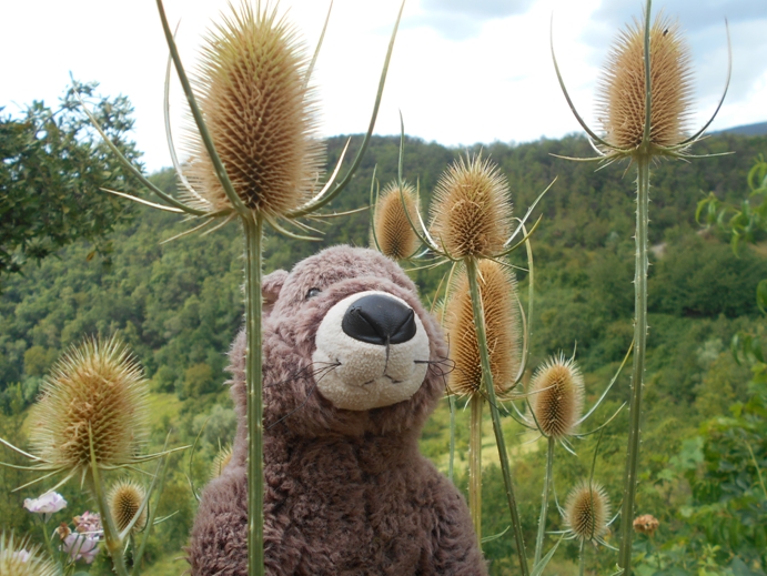 verblühte Distel