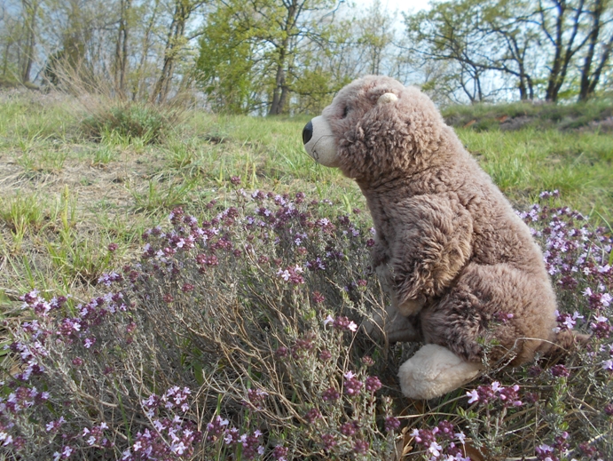 lavendel