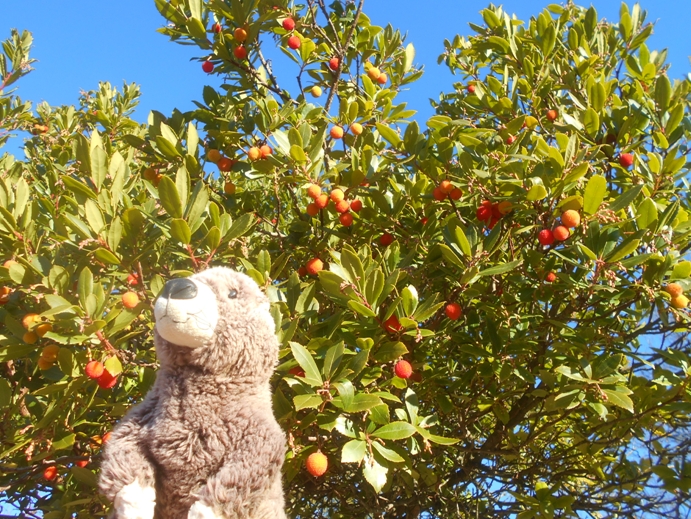 erdbeerbaum im januar