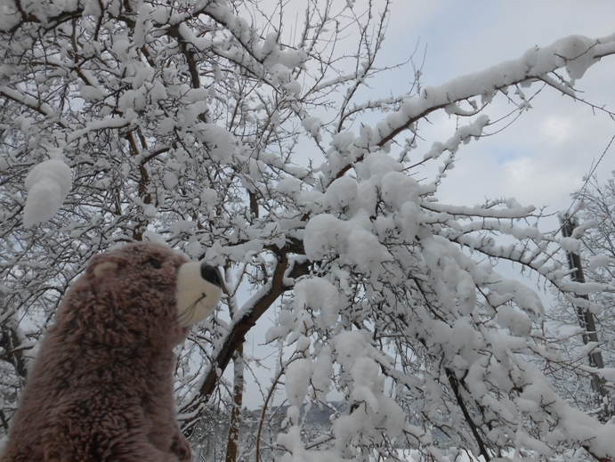 winter in gugellandia