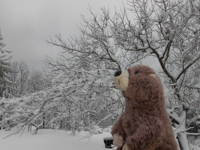 winter in gugellandia