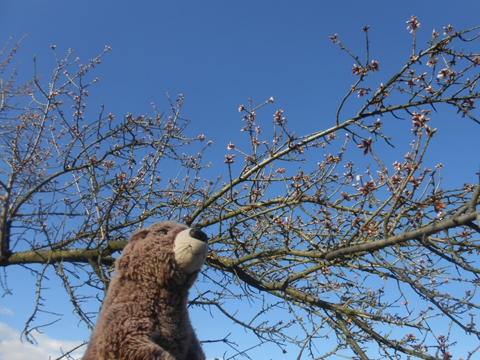 mandelblüten