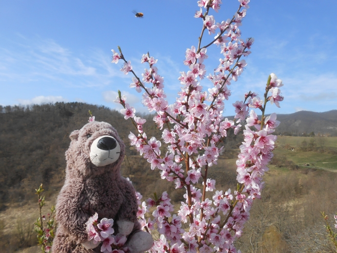 blühender Pfirsichbaum